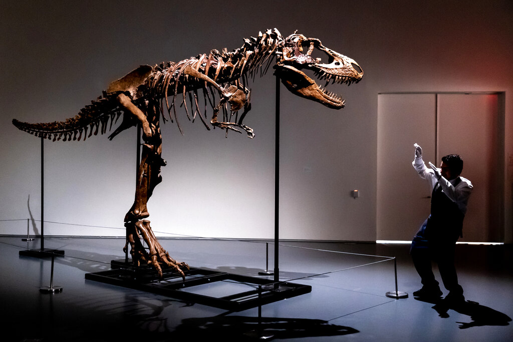 Dinosaur up for auction in New  York