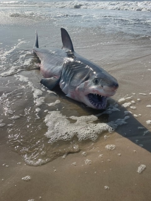 Dead Shark washes up on South Shore beach