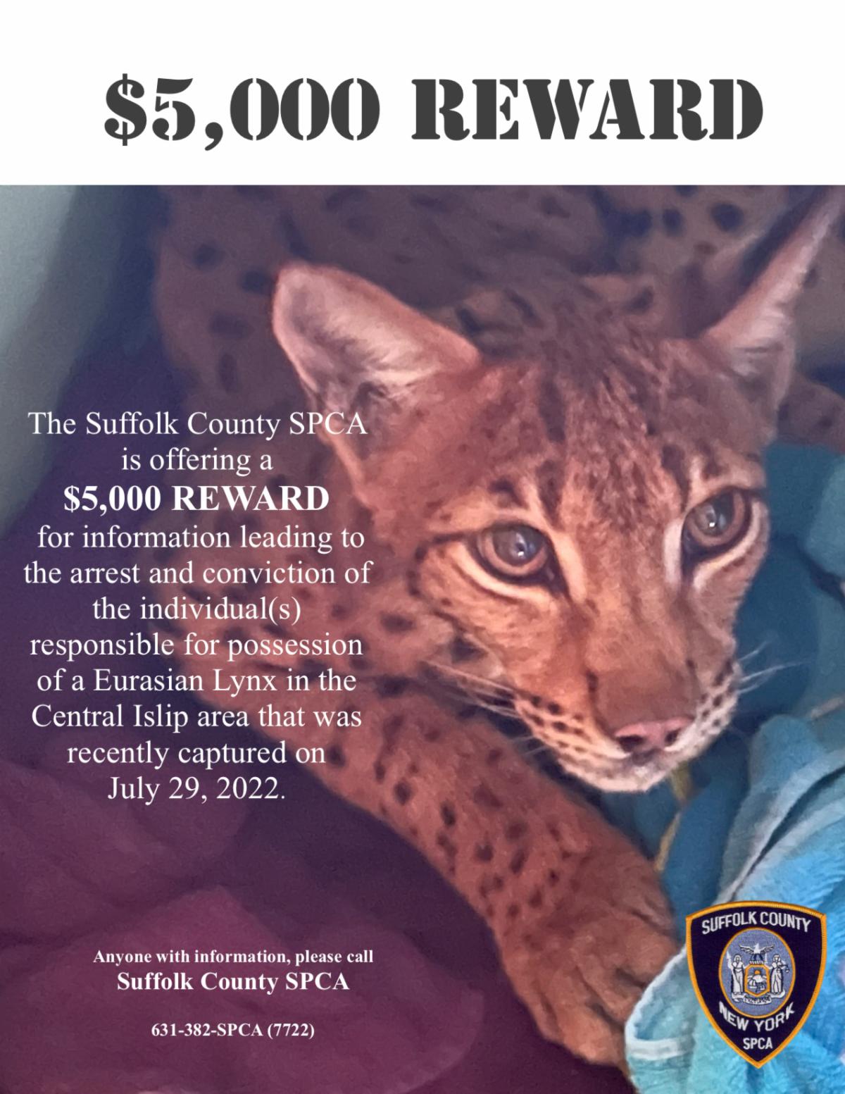 $5K reward offered to find owner of Lynx