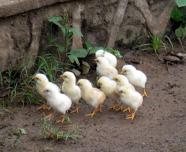 Suffolk Cracks Down On Baby Chick Sales