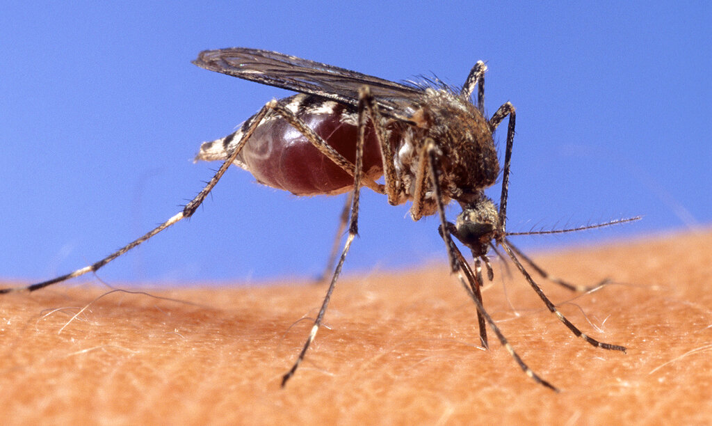 19 mosquito tested positive for West Nile virus