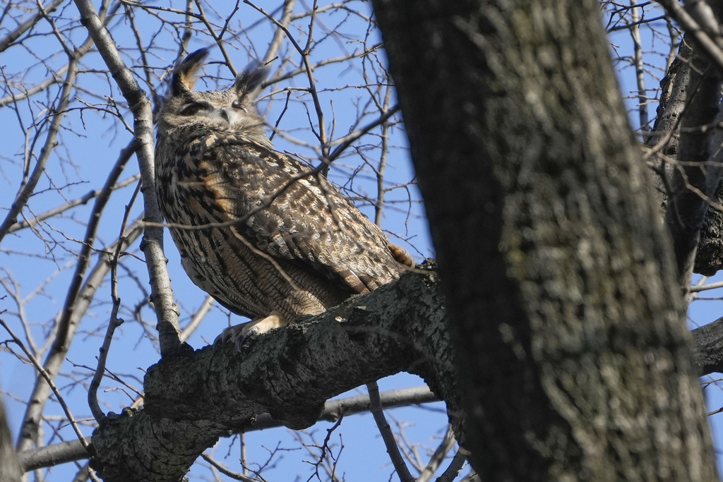 Fans gather to say goodbye to Flaco the owl in New York City memorial