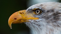 Holtsville Ecology Site to Close by 2026; Animals to Move to Accredited Rescue Facilities