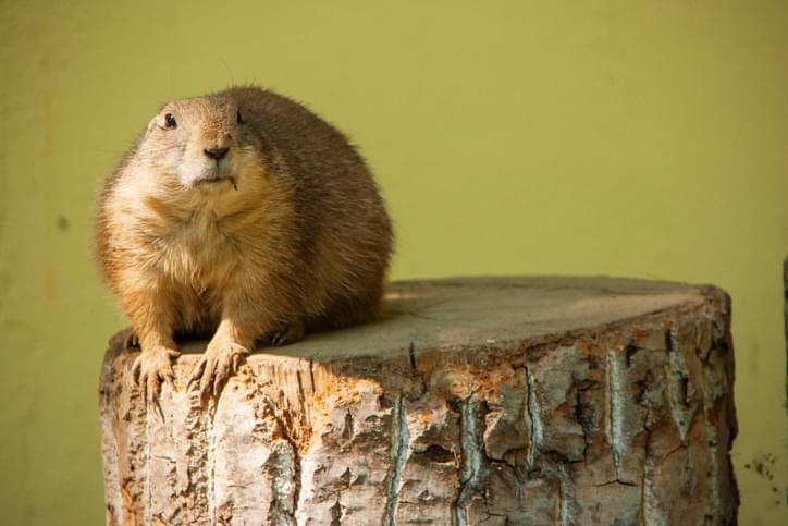 Happy Groundhog Day! Shadow or No Shadow?