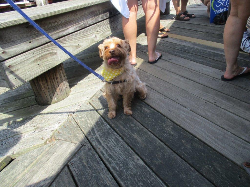Watch: Star 99.9 Yappy Hour at Captain’s Cove