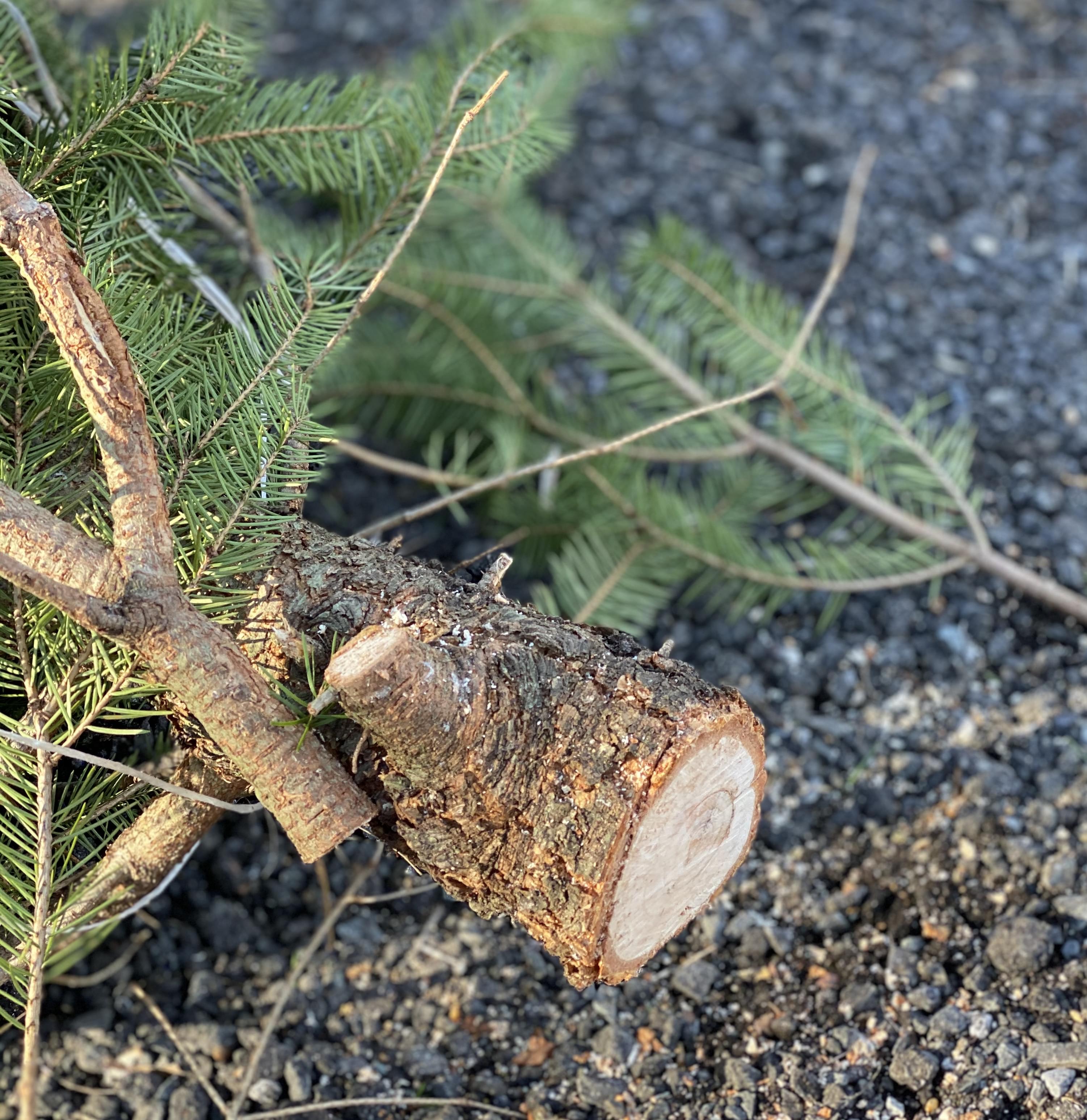 I Should Have Known That! Monday December 3rd: Trim That Tree