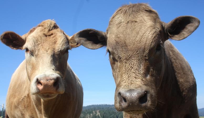 Tell Me Something Good: A Very Positive Update On Buddy The Beefalo