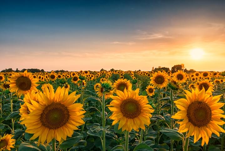 Tell Me Something Good: Farmer Uses His Land To Cheer People Up