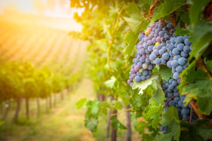 MUDANE MYSTERIES: How Many Grapes Makes One Bottle Of Wine?