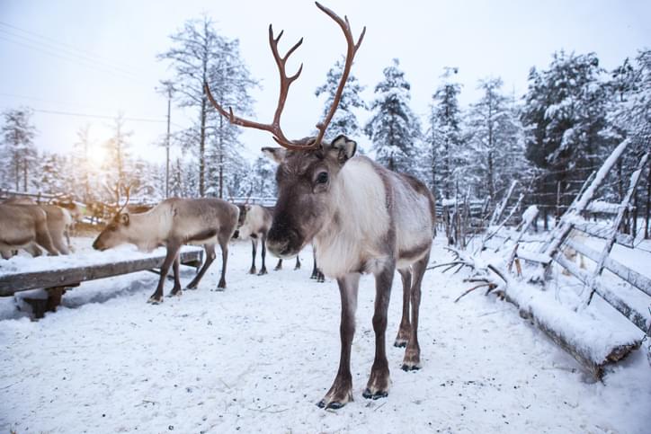 MUNDANE MYSTERIES: Why do reindeer eye’s change color with the seasons?