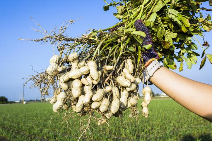 MUNDANE MYSTERIES: How do peanuts grow?