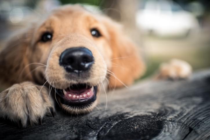 MUNDANE MYSTERIES: Why do dogs have whiskers?