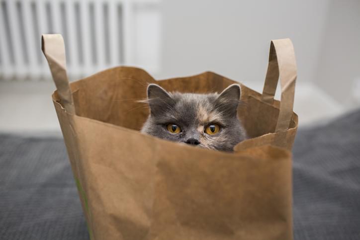 MUNDANE MYSTERIES: Where did the expression “Let the cat out of the bag” come from?