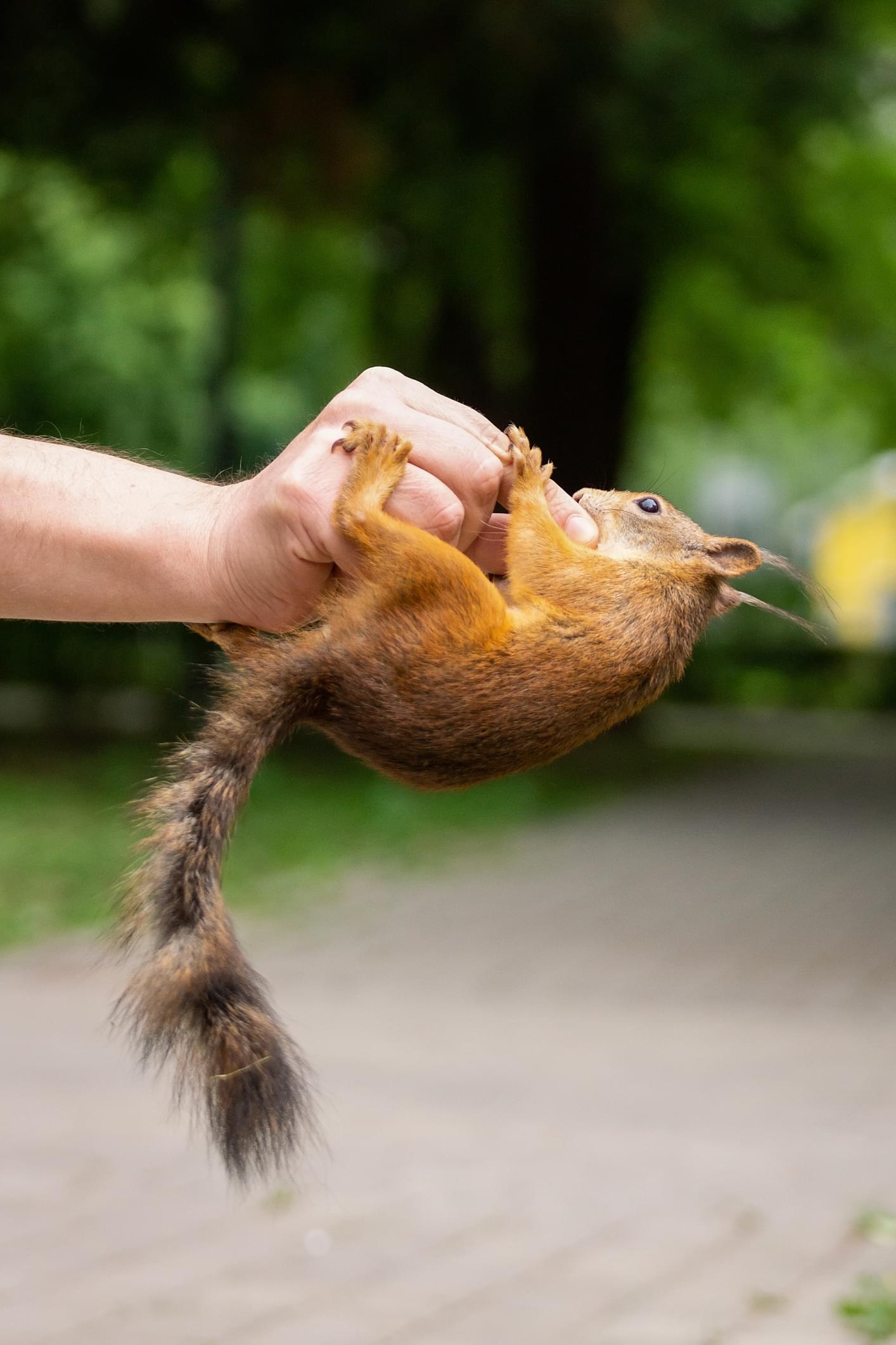 Attack Squirrels!?