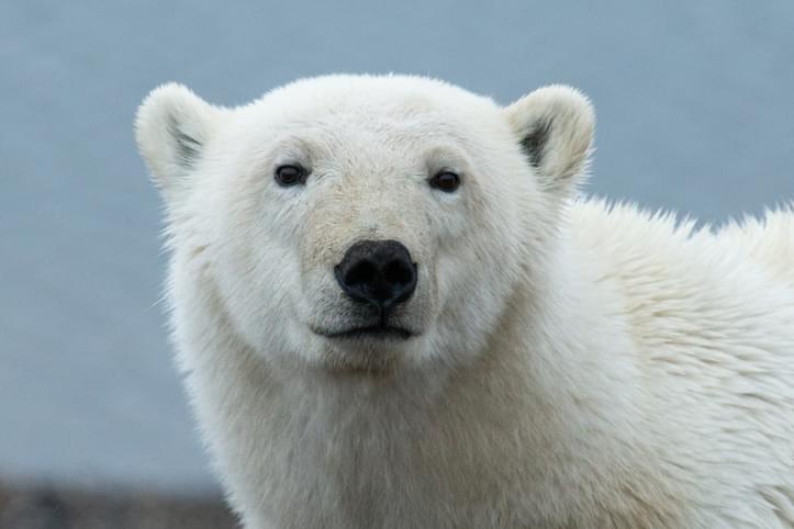 MUNDANE MYSTERIES: Why are polar bears white?