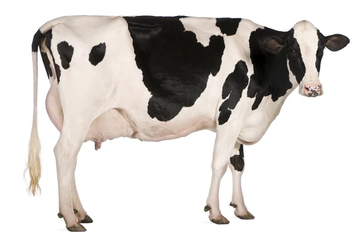 MUNDANE MYSTERIES: Why are cows spotted?