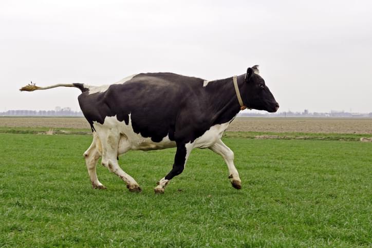 TELL ME SOMETHING GOOD: Heroic Cow Saves Its Own Life