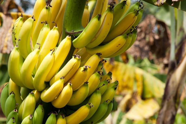 MUNDANE MYSTERIES: Why do bananas curve?