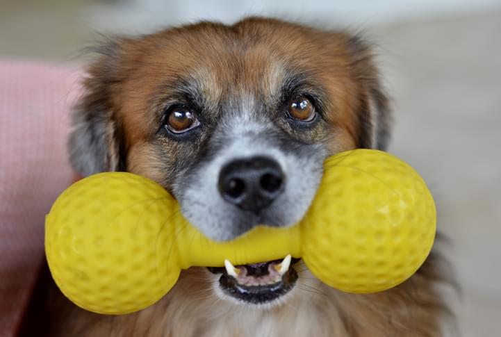 MUNDANE MYSTERIES: Why do dogs like squeaky toys so much?