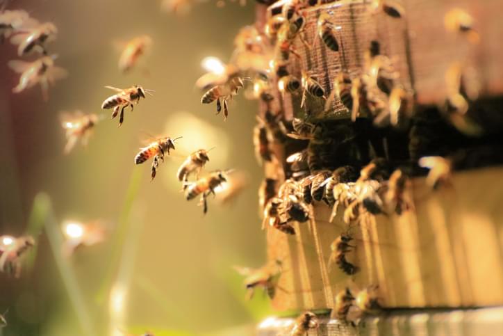 MUNDANE MYSTERIES: Do bees ever sting other bees?