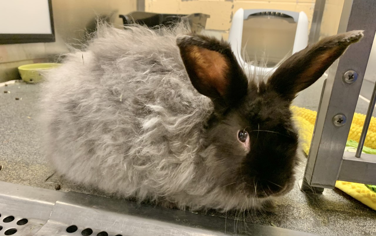 Raven’s Pleasant Paws Pet Center Pet Pals – Meet Zeppo the Bunny!