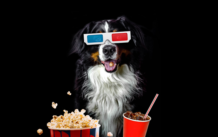 TELL ME SOMETHING GOOD: You and Your Dog Go To The Movies