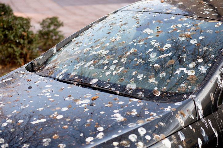 MUNDANE MYSTERIES: Can Bird Poop Ruin Your Car Paint?