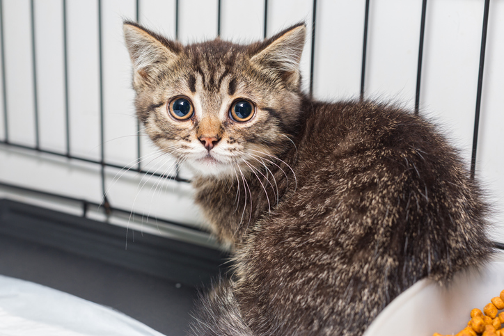 TELL ME SOMETHING GOOD: Facebook Friends Come To The Rescue for North Haven Animal Shelter