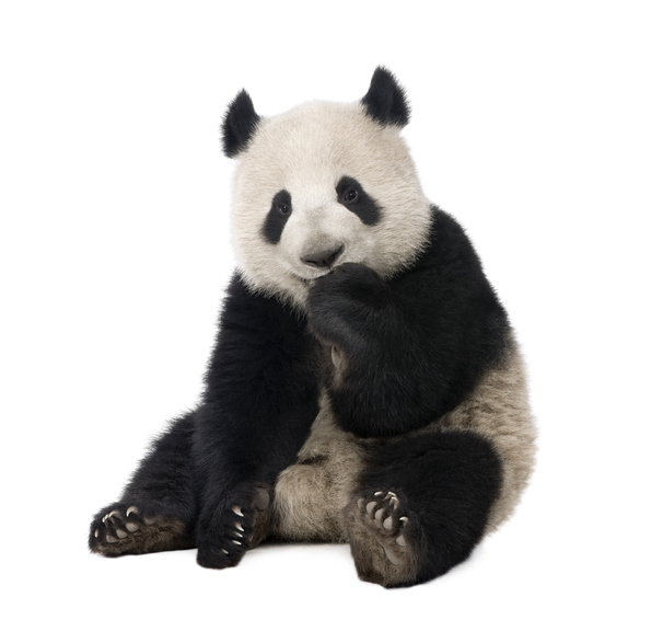 MUNDANE MYSTERIES: Why is the Worldwide Wildlife Fund logo a panda bear?