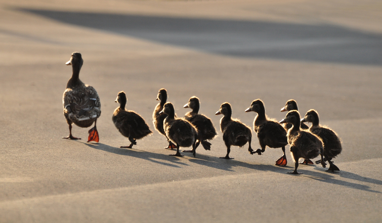 TELL ME SOMETHING GOOD: 11 Baby Ducks Saved From Storm Drain Using Cell Phone