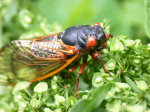 MUNDANE MYSTERIES: Why do cicadas make that weird loud noise?