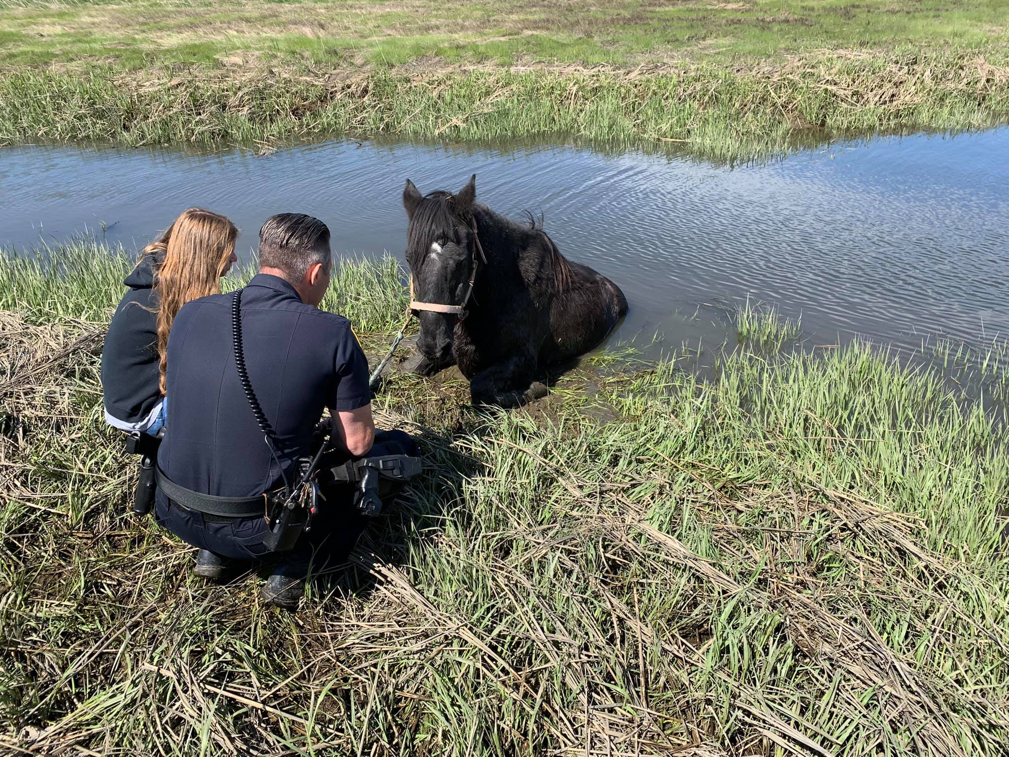 TELL ME SOMETHING GOOD: An Unusual Animal Rescue In Branford