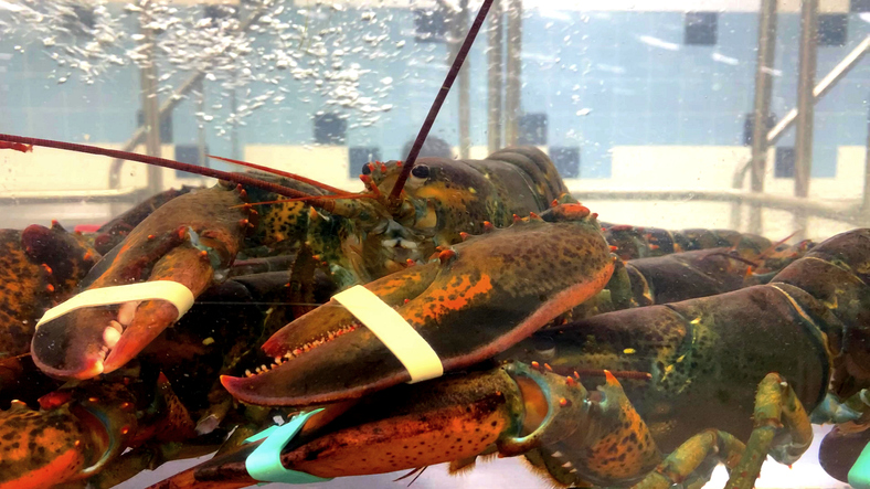 MUNDANE MYSTERIES: What do lobsters eat?