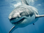 TELL ME SOMETHING GOOD: A Scary Shark Story With A Happy Ending