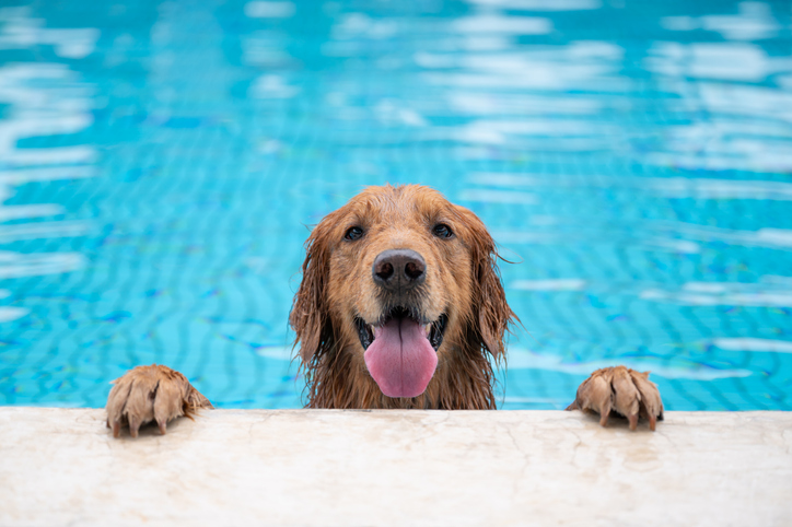 MUNDANE MYSTERIES: Where does the term “dog days of summer” come from?