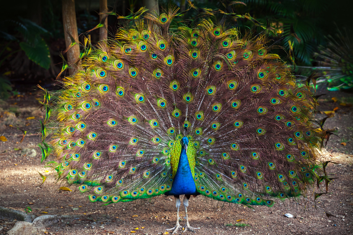 MUNDANE MYSTERIES: Why is the NBC logo a peacock?