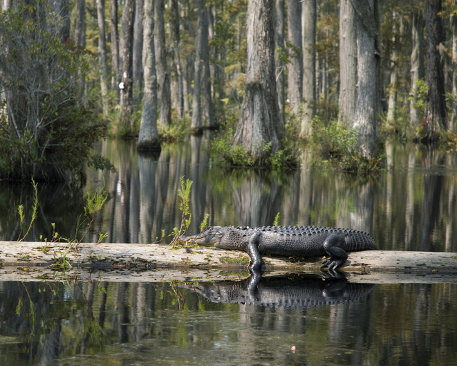 MUNDANE MYSTERIES: Can alligators climb trees?