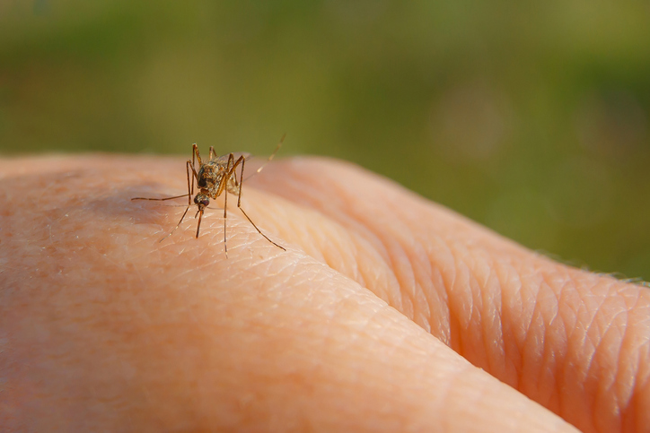 MUNDANE MYSTERIES: What makes mosquitos bite us?