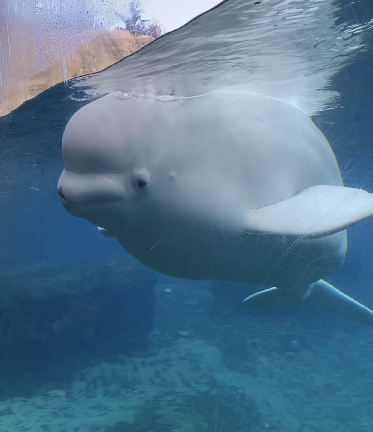 TELL ME SOMETHING GOOD: Mystic Beluga Whales Serenaded By Guy With Violin