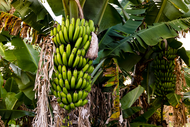 MUNDANE MYSTERIES: Why are bananas curved?