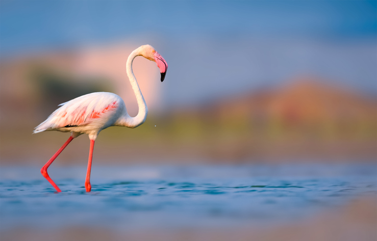 MUDANE MYSTERIES: What makes flamingos pink?