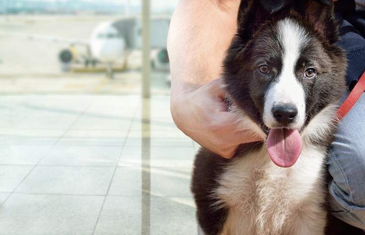 TELL ME SOMETHING GOOD! Bradley International Airport welcomes back some furry friends