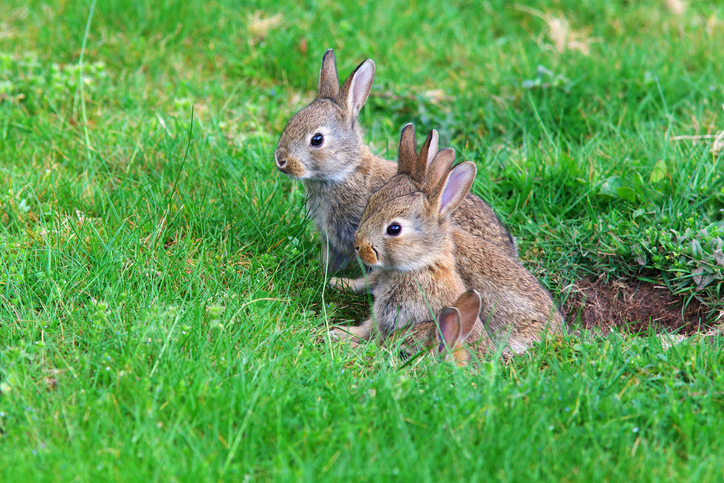 MUNDANE MYSTERIES: What is a group of bunnies called?