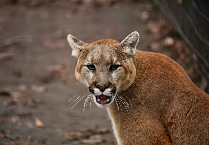 TELL ME SOMETHING GOOD: Hero mom saves toddler son from wild animal