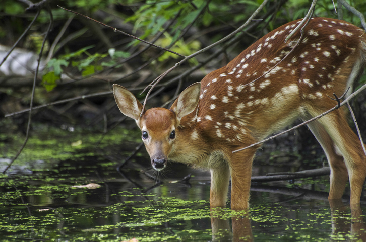 TELL ME SOMETHING GOOD: Connecticut Teen Rescues Deer From Water On Fishing Trip