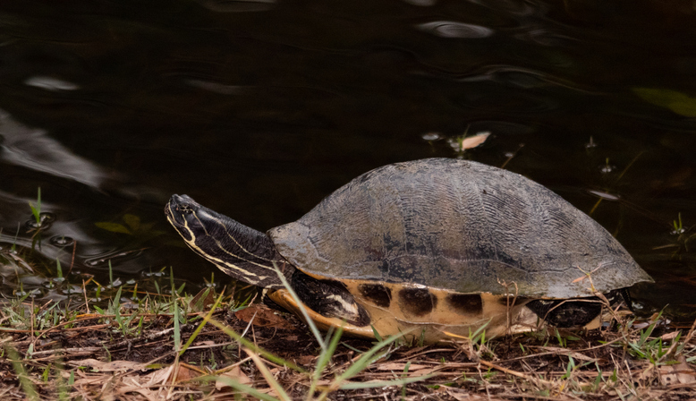 MUNDANE MYSTERIES: How can you tell if a turtle is male or female?