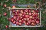 MUNDANE MYSTERIES: How many apples does it take to make apple cider?
