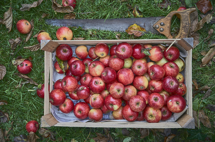 MUNDANE MYSTERIES: How many apples does it take to make apple cider?