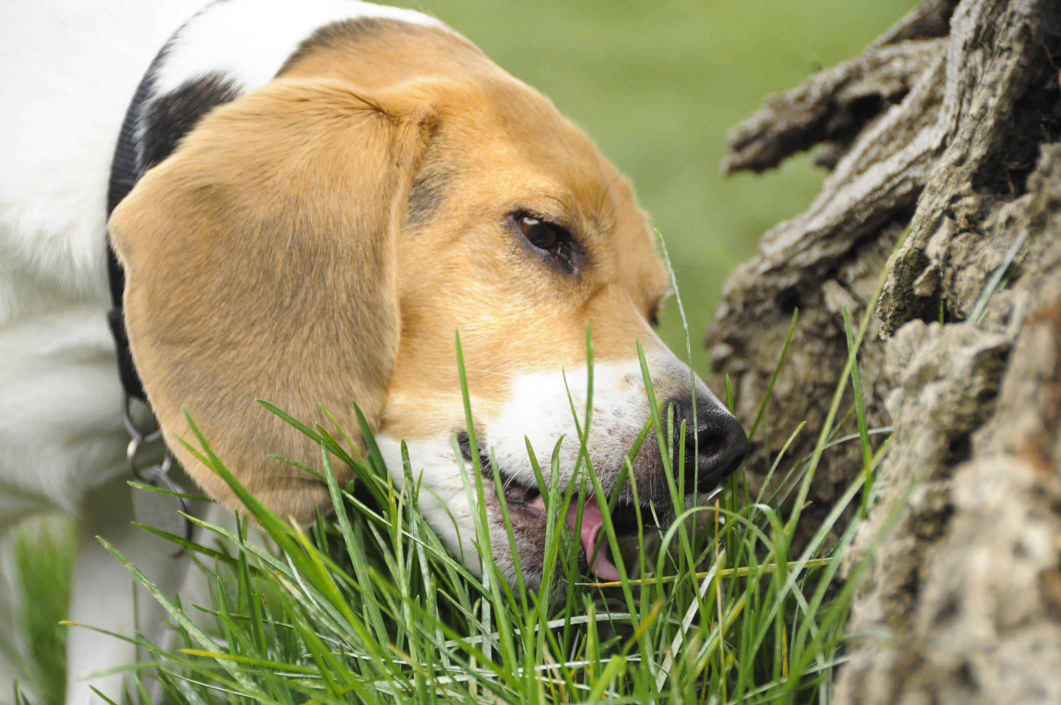 Anna & Raven: Eating Grass