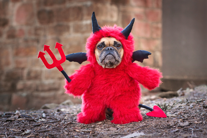 Pet Costumes: Worth It Or Not Worth It?